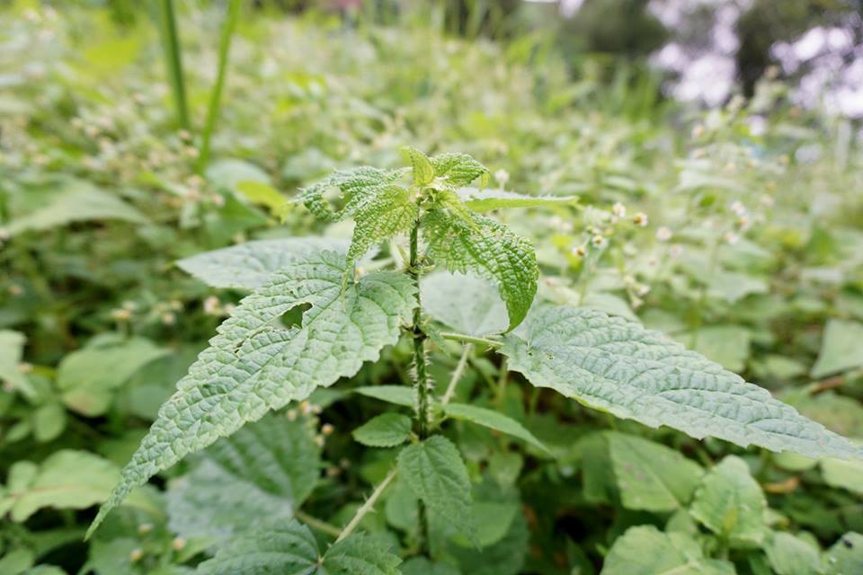 Darjeeling Sikkim Sishnu