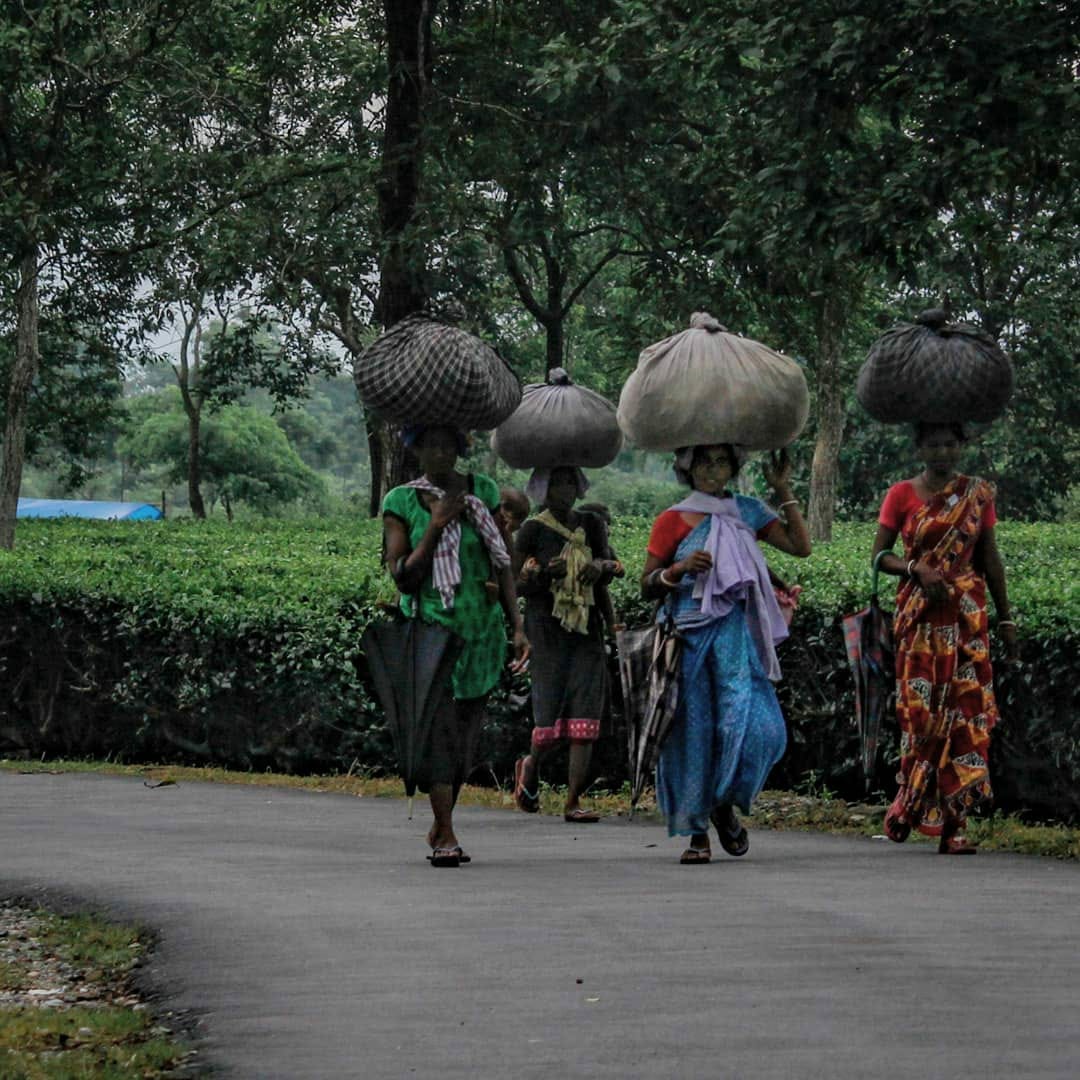 tea garden workers
