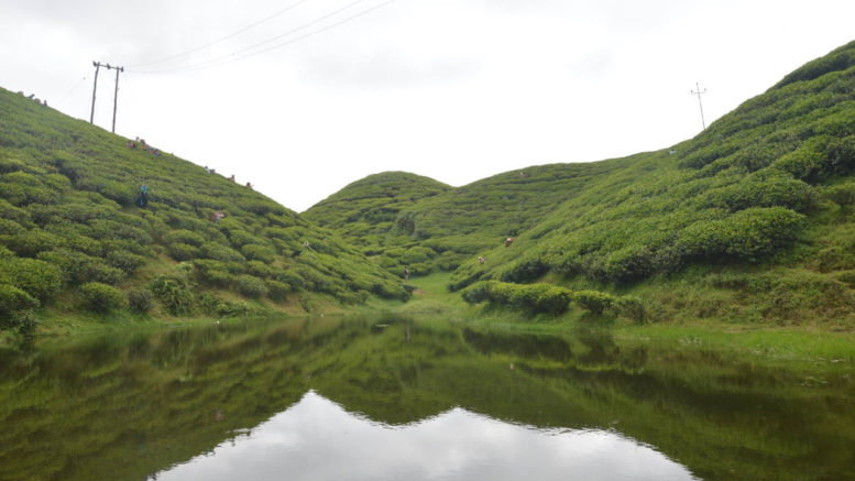 ग्रीन टी Green Tea