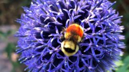 Bee_App