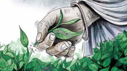 काठको पो होला