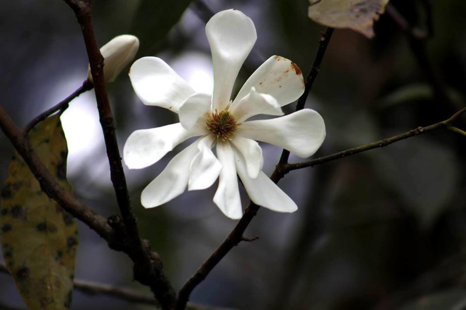 Darjeeling-spring-pictures