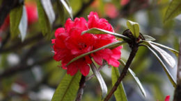 Darjeeling-spring-pictures