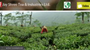 Risheehat Tea Darjeeling