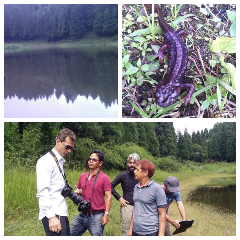 Himalayan Salamanders: Survey for 'Biodiversity Heritage' tag for Namthing Lake