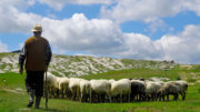sheep