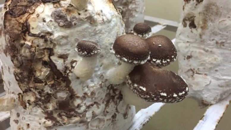 Shiitake Mushroom