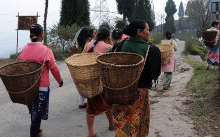 Labour Tea Garden