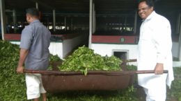 John Barla at Lakhra Tea Estate