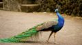 Peacocks