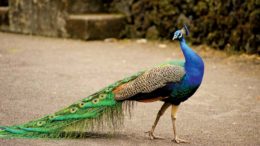 Peacocks