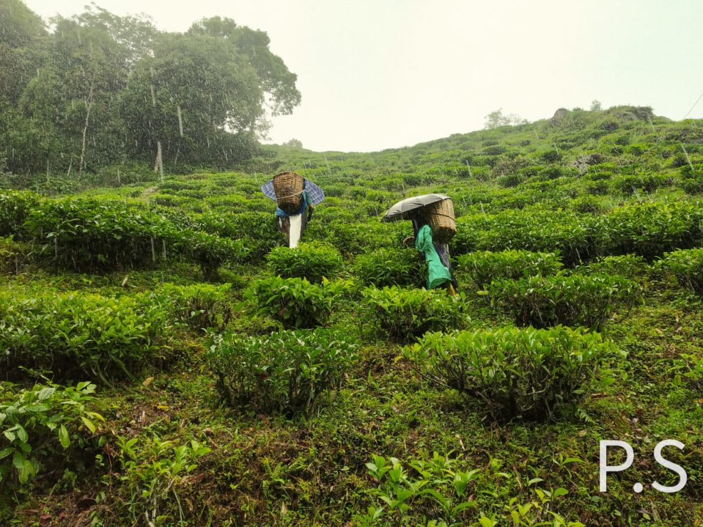 Tea Garden Workers