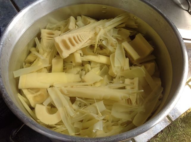 Bamboo Shoots