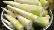 Bamboo Shoot ताँबा