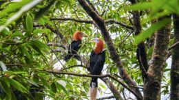 Latpancha rufousnecked hornbill