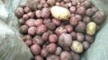Darjeeling red round potato