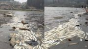 Dead Fishes in Mirik