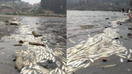 Dead Fishes in Mirik