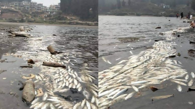 Dead Fishes in Mirik