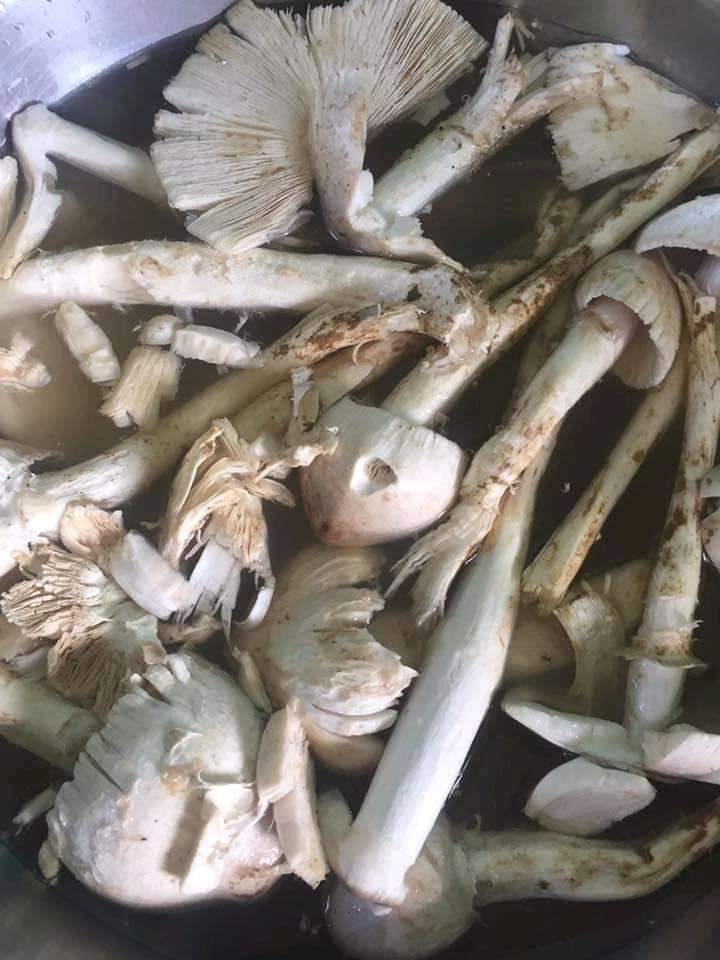 Darjeeling Sikkim Mushroom