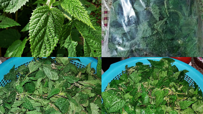 Darjeeling Sikkim Sishnu