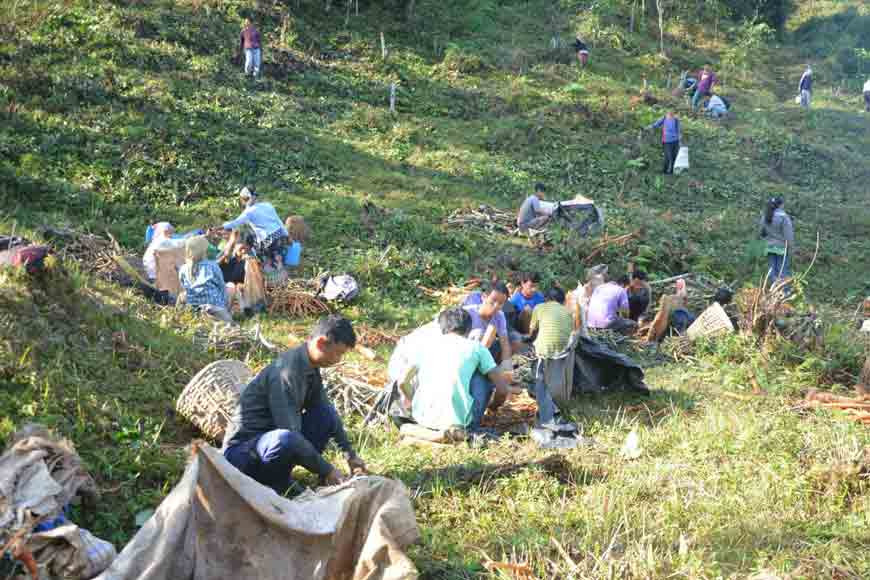 Cinchona and Tea Garden Workers