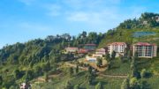 Tea Tourism