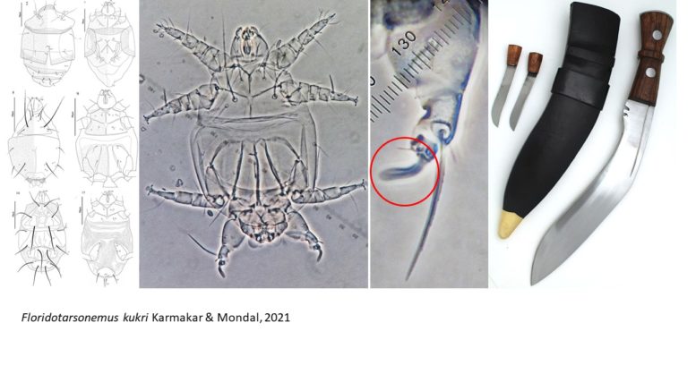 Floridotarsonemus kukri