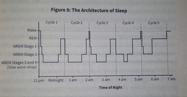 The Architecture of Sleep