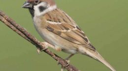 Bhangera - Sparrow