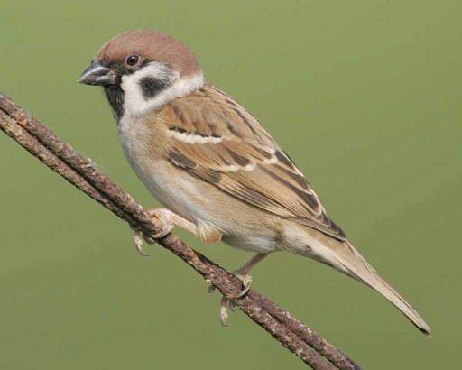 Bhangera - Sparrow