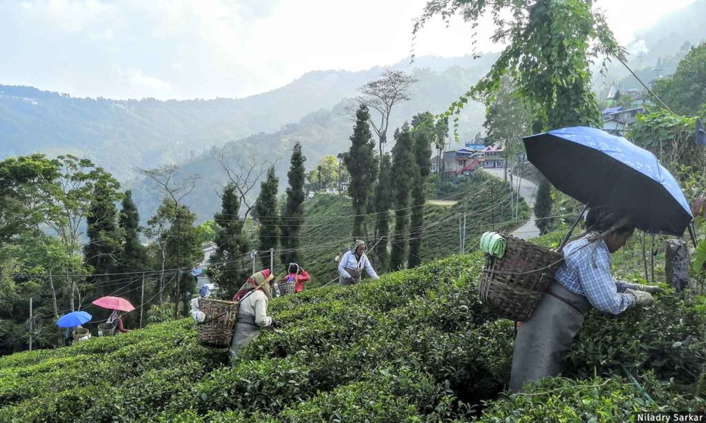 Rethinking the tea industry