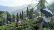 Rethinking the tea industry