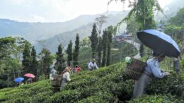 Rethinking the tea industry