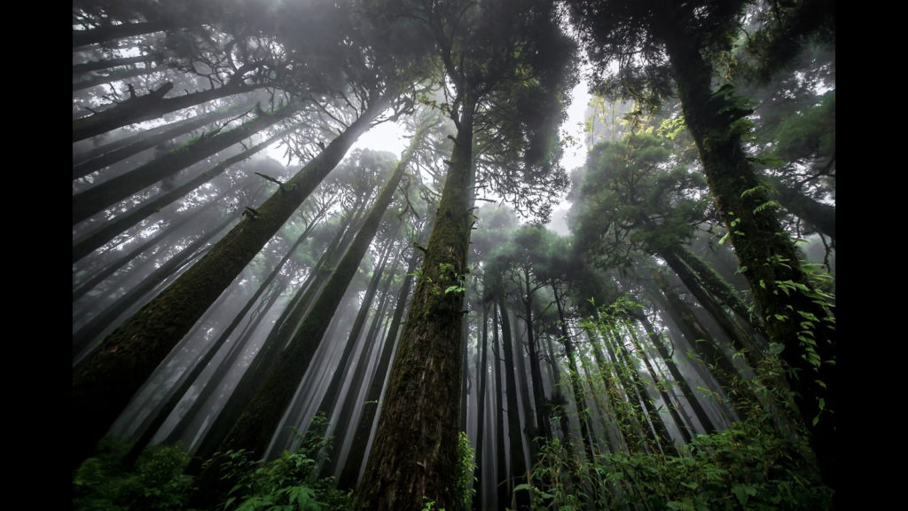 Kalimpong forests are eerie as such