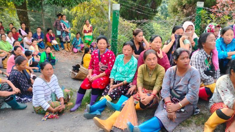 Darjeeling Tea Garden Workers