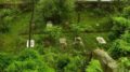 The Parsi Cemetry Darjeeling