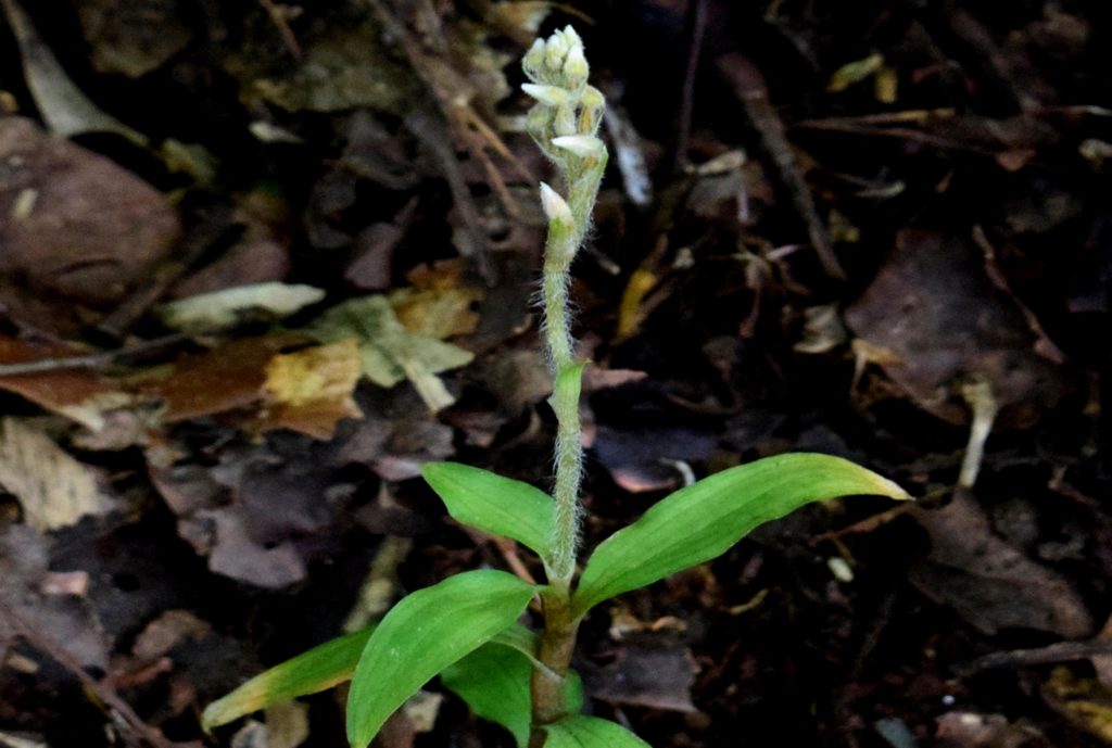Zeuxine yonzoneana