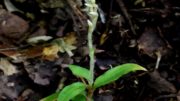 Zeuxine yonzoneana