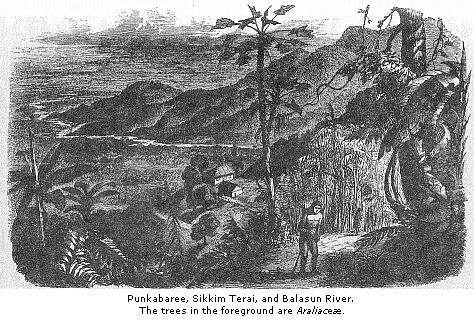Beyond Planting Trees