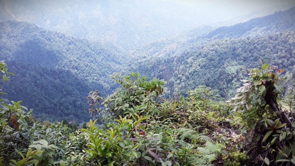 Beyond Planting Trees - Neora Valley National Park, original old growth forest